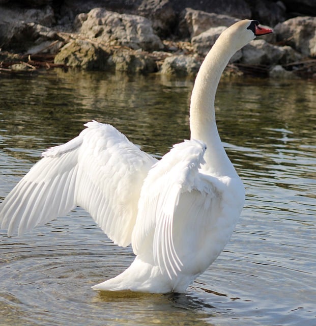 Free download swan riverside wing plumage free picture to be edited with GIMP free online image editor