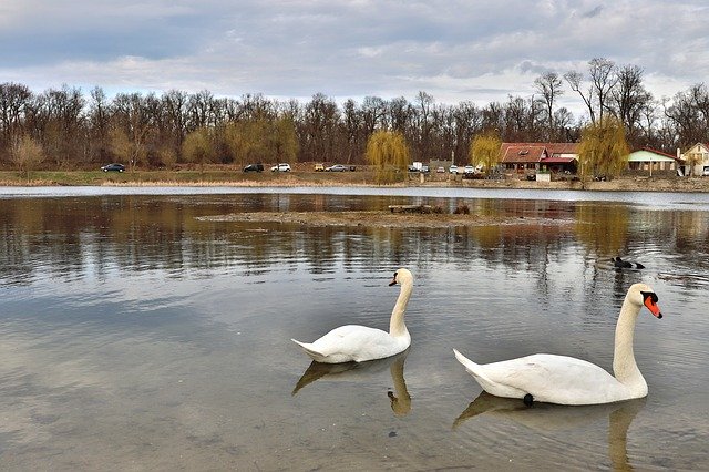 Free download Swan Romania Lake -  free photo or picture to be edited with GIMP online image editor