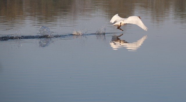 Free download Swan Running On Water -  free photo or picture to be edited with GIMP online image editor