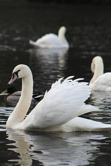 Free download swans bird lake beak animal water free picture to be edited with GIMP free online image editor