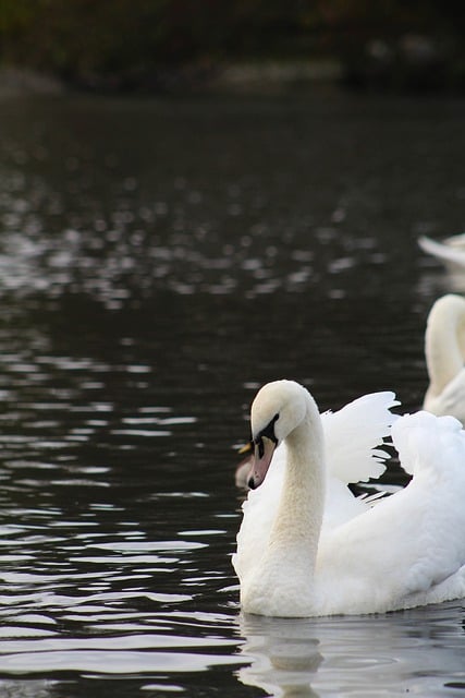 Free download swans bird lake beak water animal free picture to be edited with GIMP free online image editor