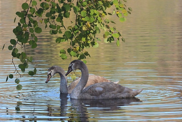 Free download swans birds animals young swans free picture to be edited with GIMP free online image editor