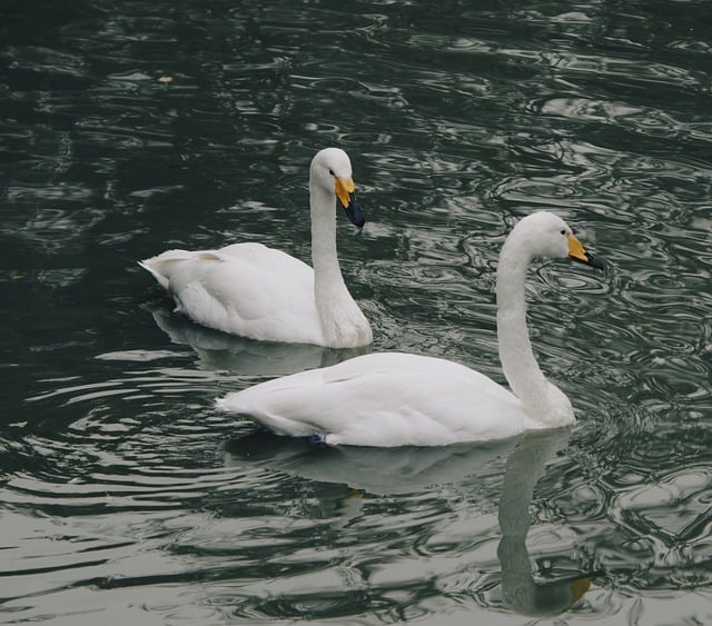 Free download swans birds lake animals free picture to be edited with GIMP free online image editor