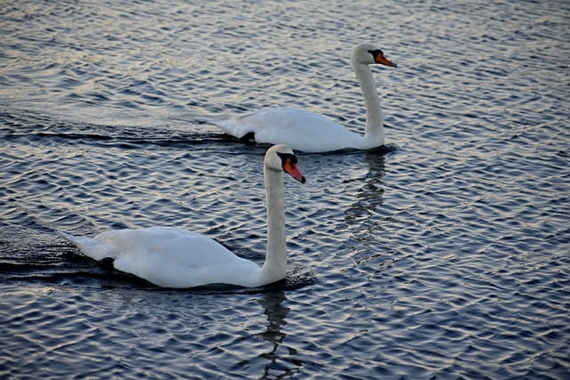 Free download swans birds lake nature free picture to be edited with GIMP free online image editor