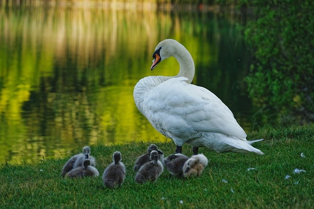 Free download swans birds lake water waterfowl free picture to be edited with GIMP free online image editor