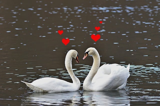 Free download swans birds ornithology mute swans free picture to be edited with GIMP free online image editor