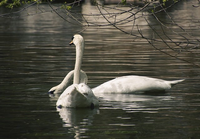 Free download swans birds plumage beak pond free picture to be edited with GIMP free online image editor