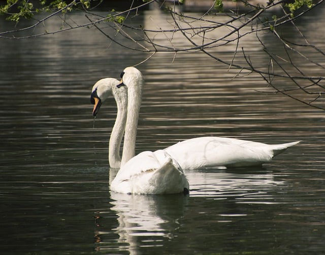 Free download swans birds pond white swans free picture to be edited with GIMP free online image editor