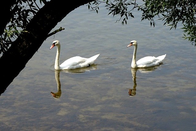 Free download Swans Birds Water -  free photo or picture to be edited with GIMP online image editor