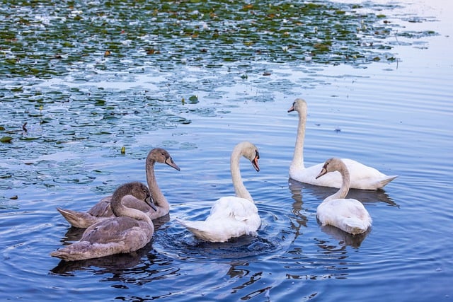 Free download swans birds water birds waterfowls free picture to be edited with GIMP free online image editor