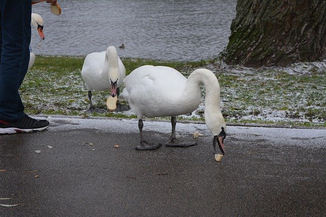 Free download Swans Feeding 3 Being -  free photo or picture to be edited with GIMP online image editor