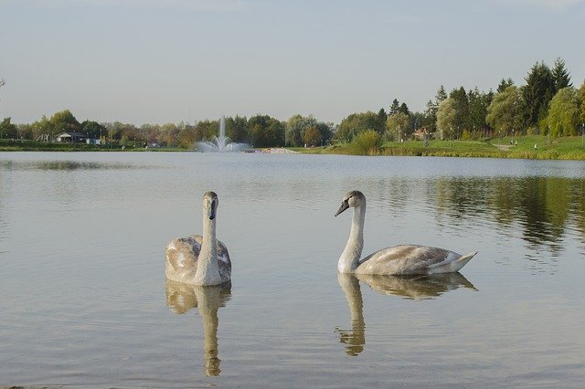 Free download Swans Lake Birds -  free photo or picture to be edited with GIMP online image editor