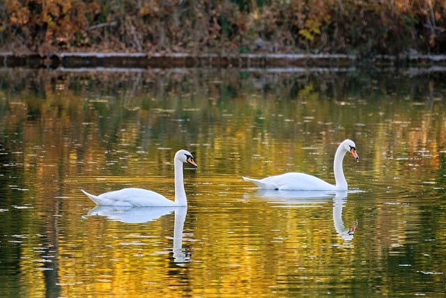 Free download swans lake birds landscape autumn free picture to be edited with GIMP free online image editor