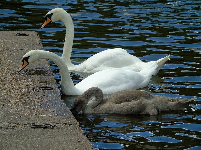 Free download Swans Mute Swan Water -  free photo or picture to be edited with GIMP online image editor