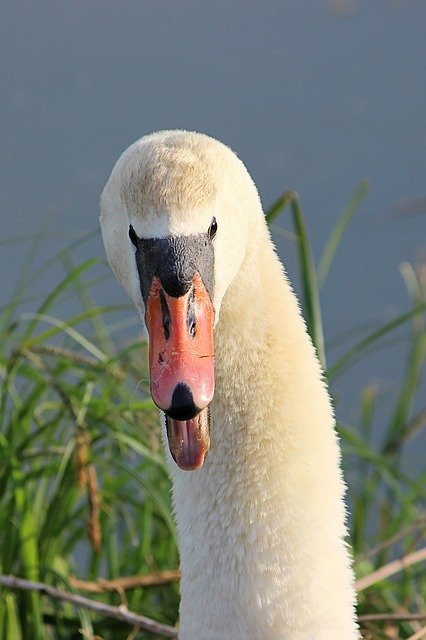 Free download Swan Snarls Bird Water -  free photo or picture to be edited with GIMP online image editor