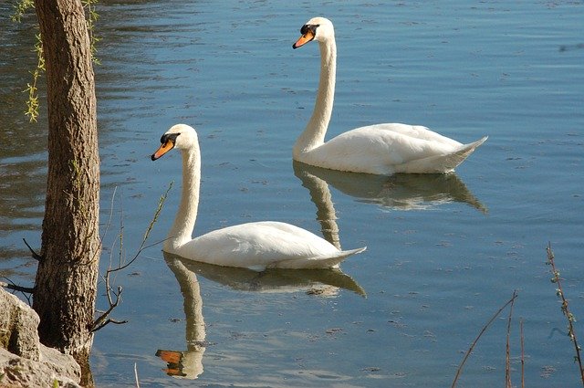 Free download Swans Swan Animal -  free photo or picture to be edited with GIMP online image editor