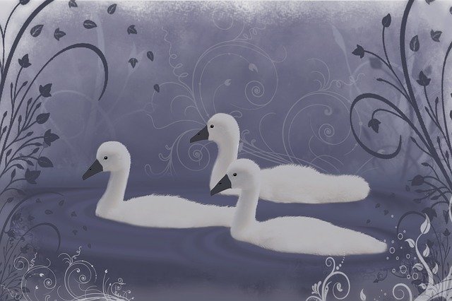 Free download Swans Swan River -  free illustration to be edited with GIMP free online image editor