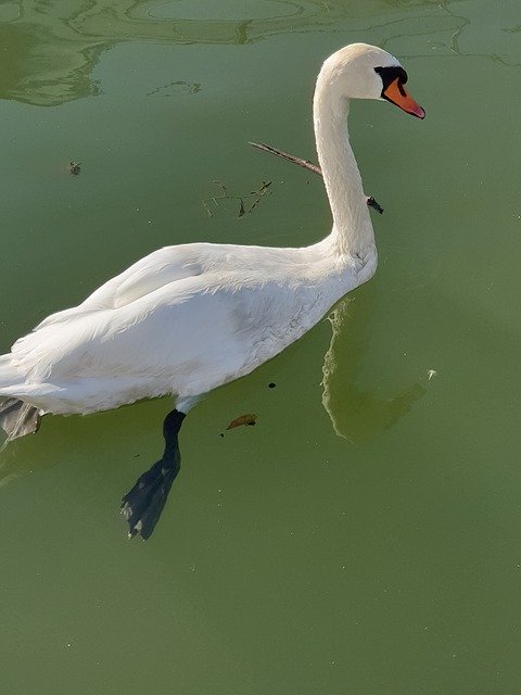 Free download Swan Swans Water -  free photo or picture to be edited with GIMP online image editor