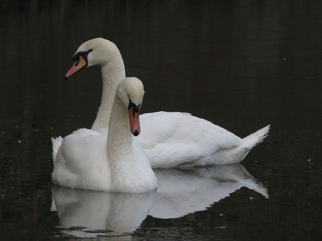 Free download Swans Water Birds -  free photo or picture to be edited with GIMP online image editor