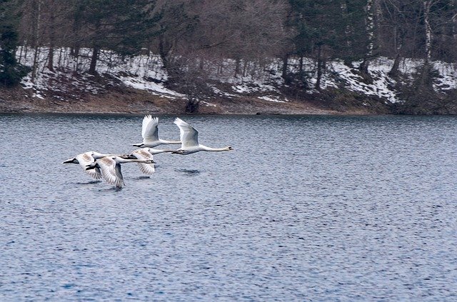 Free download Swans Water Nature -  free photo or picture to be edited with GIMP online image editor