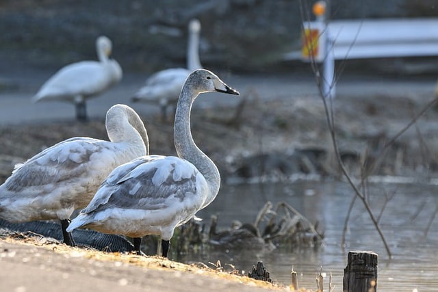 Free download swans whooper swans pond nature free picture to be edited with GIMP free online image editor