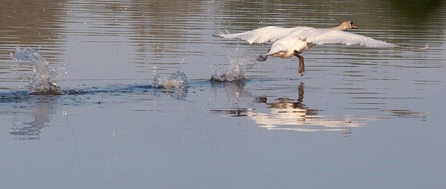 Free download Swan Taking Flight White Bird -  free photo or picture to be edited with GIMP online image editor