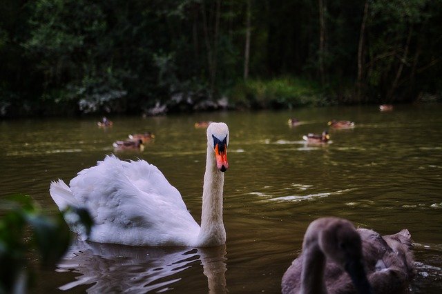 Free download Swan Water Animal -  free free photo or picture to be edited with GIMP online image editor