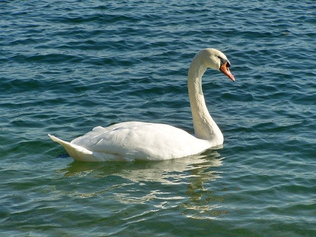 Free download Swan Water Bird -  free photo or picture to be edited with GIMP online image editor