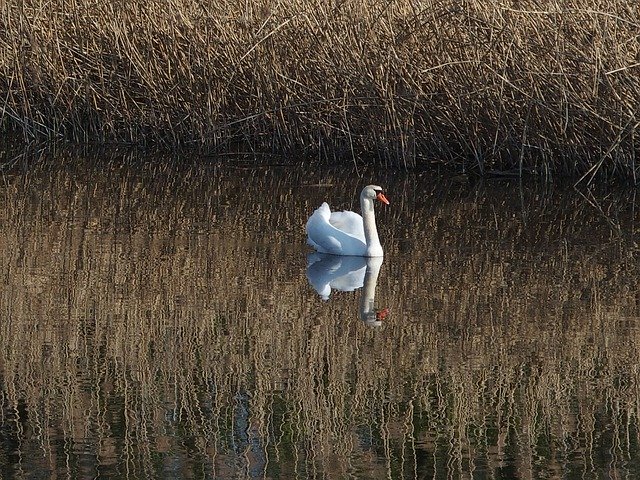 Free download Swan Water Bird Lake -  free photo or picture to be edited with GIMP online image editor