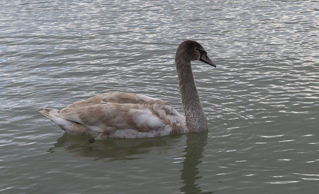 Free download Swan Water Bird Nature -  free photo or picture to be edited with GIMP online image editor