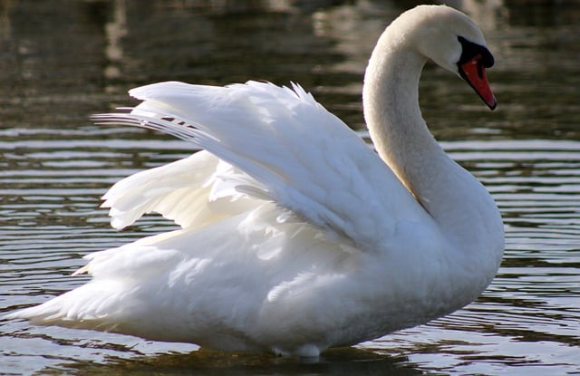 Free download swan water bird wildlife free picture to be edited with GIMP free online image editor