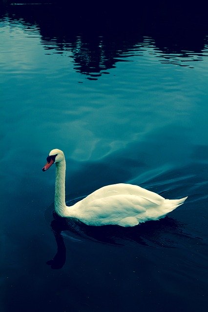 Free download Swan Water Blue -  free photo or picture to be edited with GIMP online image editor