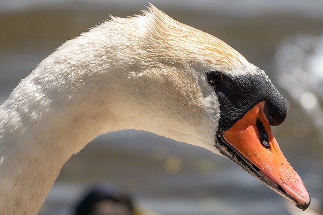 Free download Swan Waterfowl Nature -  free photo or picture to be edited with GIMP online image editor