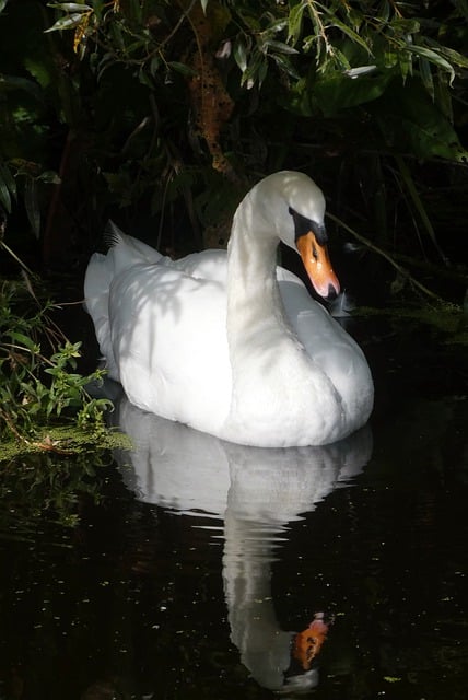 Free download swan waterfowl shadow reflection free picture to be edited with GIMP free online image editor