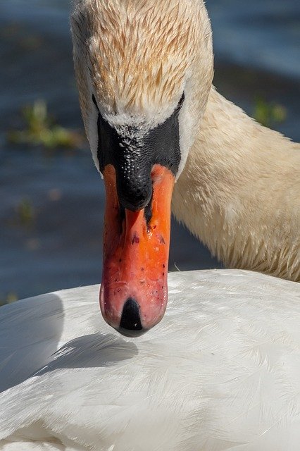 Free download Swan Waterfowl Water -  free photo or picture to be edited with GIMP online image editor