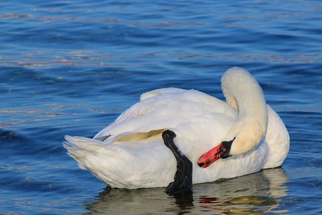 Free download swan webs plumage bird watching free picture to be edited with GIMP free online image editor