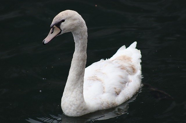 Free download Swan White Elegant -  free photo or picture to be edited with GIMP online image editor