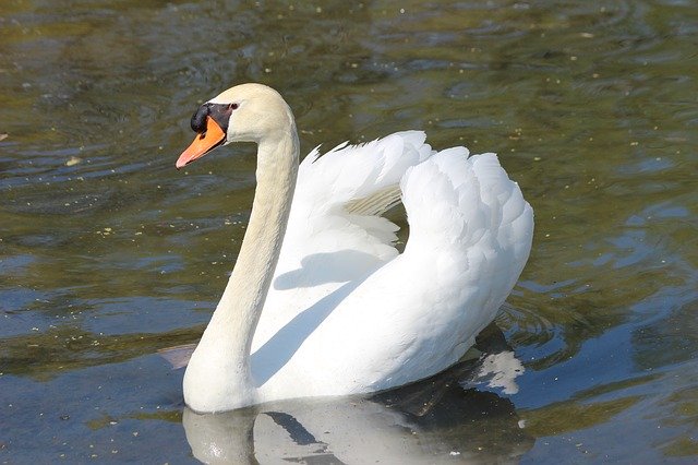 Free download Swan White Feather -  free photo or picture to be edited with GIMP online image editor