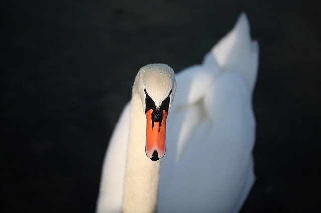 Free download Swan White Schwan -  free photo or picture to be edited with GIMP online image editor