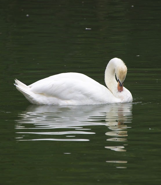 Free download swan white swan bird pond free picture to be edited with GIMP free online image editor