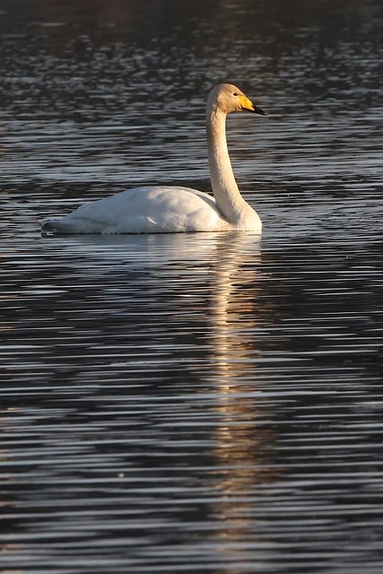 Free download swan whooper swan lake reflection free picture to be edited with GIMP free online image editor