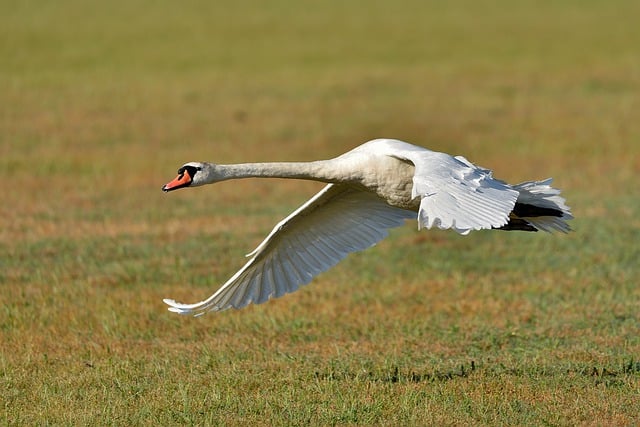 Free download swan wings bird flight plumage free picture to be edited with GIMP free online image editor