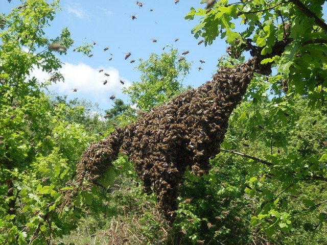 تنزيل Swarm Apiary Beekeeper مجانًا - صورة أو صورة مجانية ليتم تحريرها باستخدام محرر الصور عبر الإنترنت GIMP
