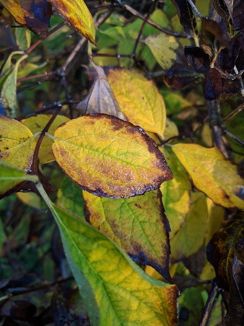 Free download Swedish Nature Autumn Leaves -  free photo or picture to be edited with GIMP online image editor