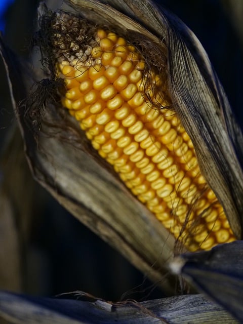 Free download sweet corn corn on the cob corn free picture to be edited with GIMP free online image editor