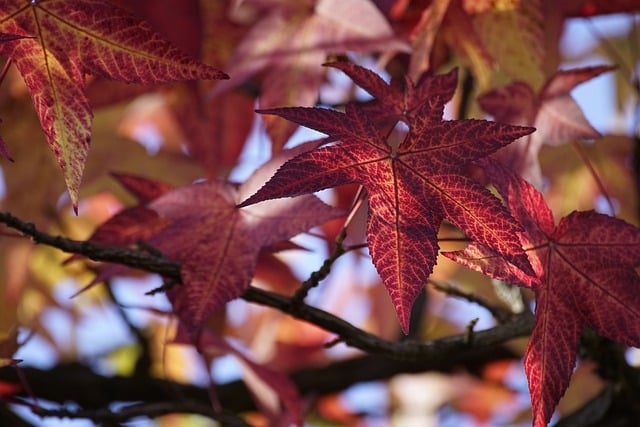 Free download sweetgum american storax hazel pine free picture to be edited with GIMP free online image editor