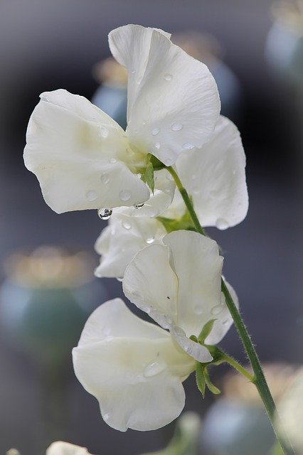 Free download Sweetpea White Flower -  free photo or picture to be edited with GIMP online image editor