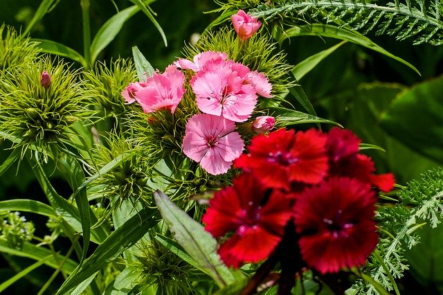 Free download Sweet William Garden Nature -  free photo or picture to be edited with GIMP online image editor