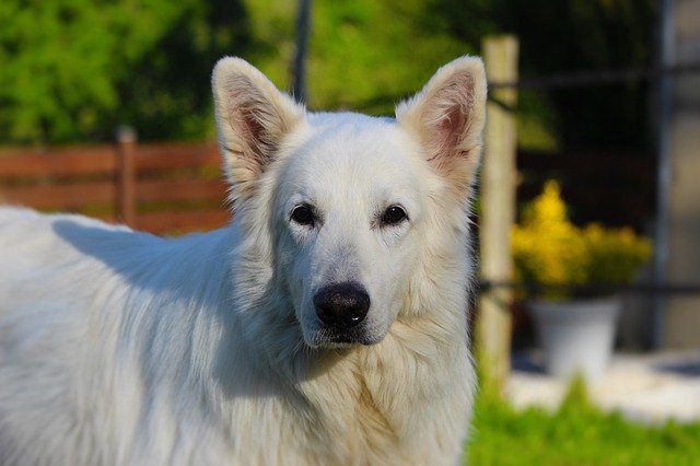 Free download Swiss White Shepherd Animals -  free photo or picture to be edited with GIMP online image editor