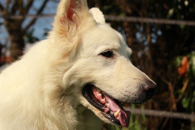 Free download Swiss White Shepherd Dog Animal -  free photo or picture to be edited with GIMP online image editor